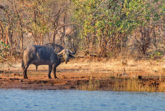 Buffalo in Matusadona National Park