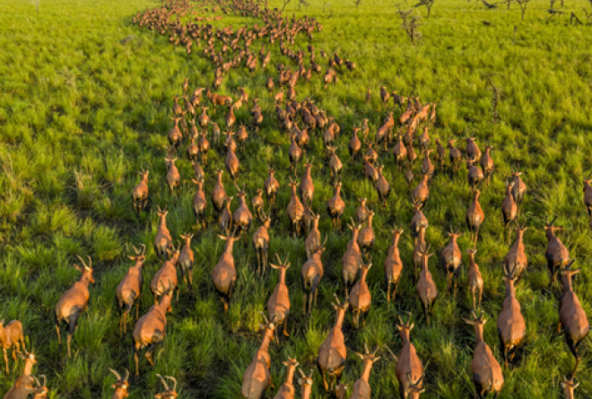 Great Nile Migration 
