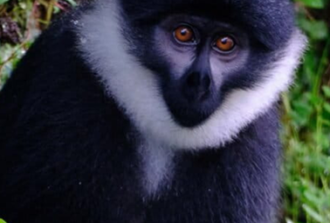 Monkey in Nyungwe