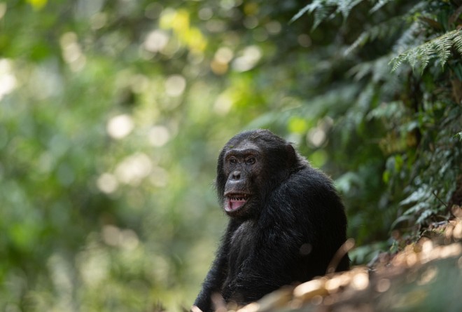 Chimp in Nyungwe