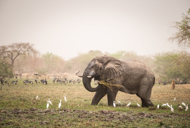 Elephant in Zakouma 
