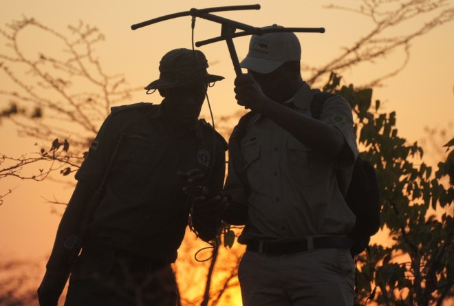 pangolin monitoring