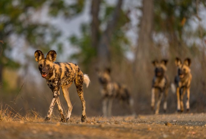 Matus Wild Dogs