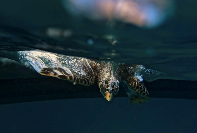 Sea Turtle in Bazaruto