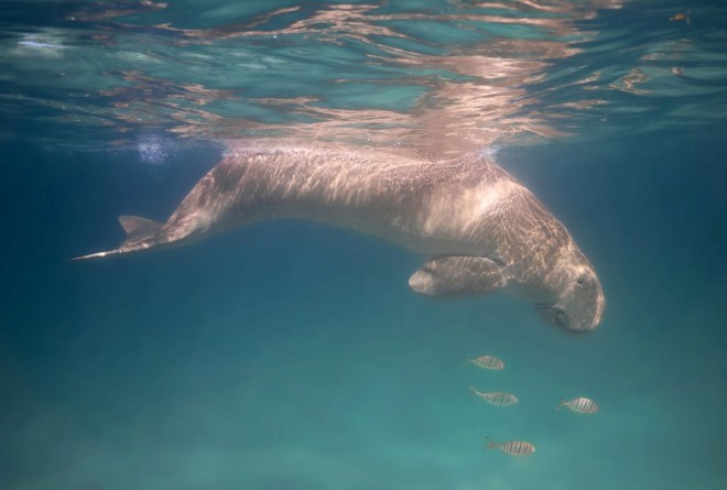 Dugong