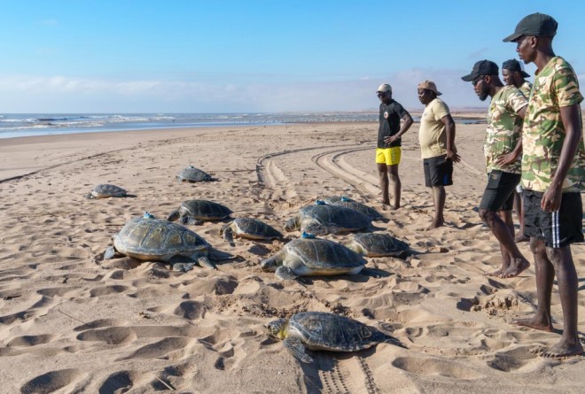 Turtle tagging in Iona