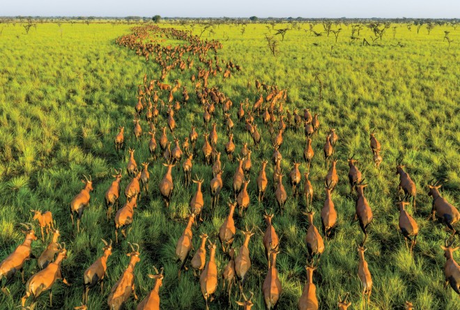 migration