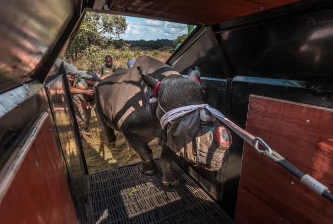 Rhino in a crate 