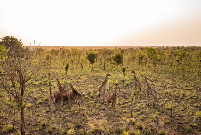 Garamba Giraffe