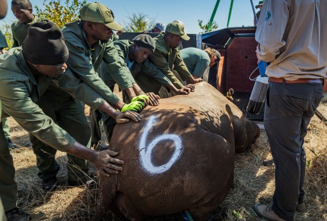Rhino being loaded into a crate 