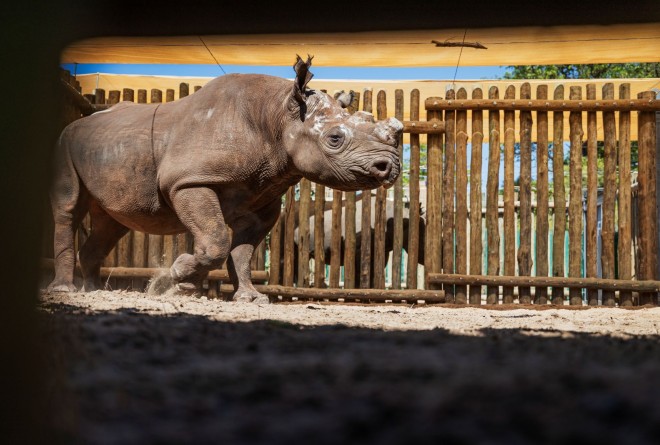 Black rhino in Matus 
