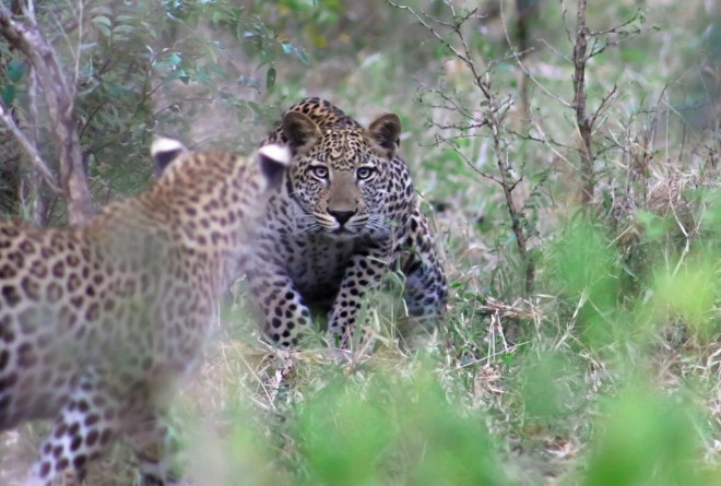 Leopards in the wild