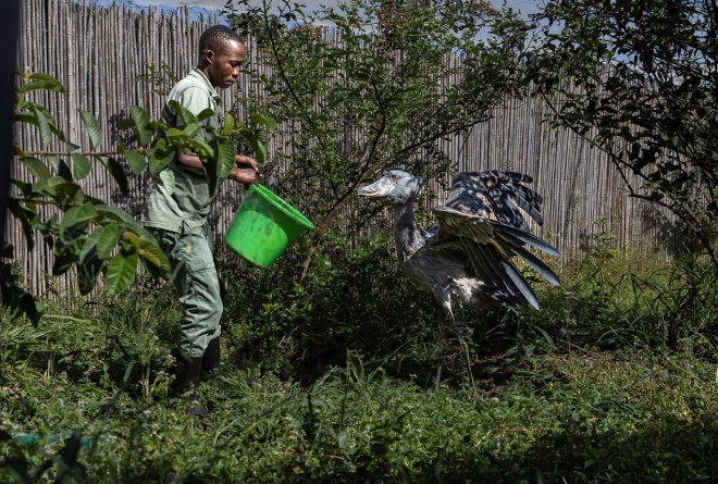 Shoebill nesting 