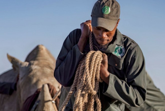 African Parks staff members guiding a rhino. The man in front contemplatively pulls with the rope over his shoulder.