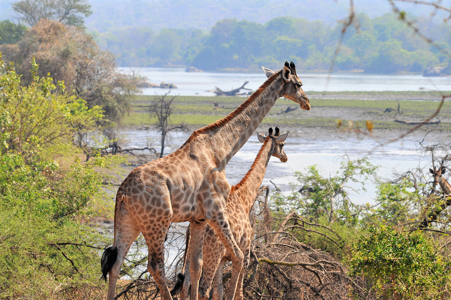 Malawi Gains New Giraffe Population in Majete Wildlife Reserve | African  Parks