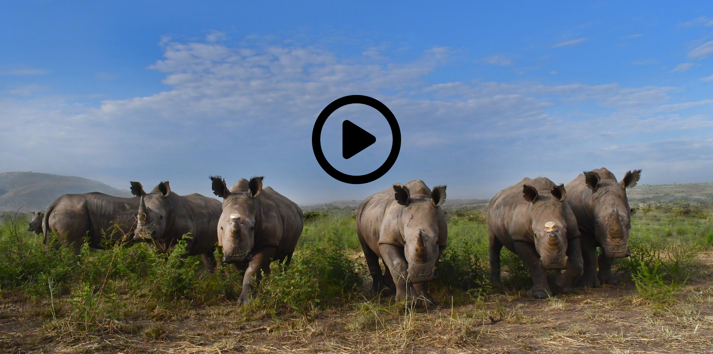 African Parks White Rhino Translocation