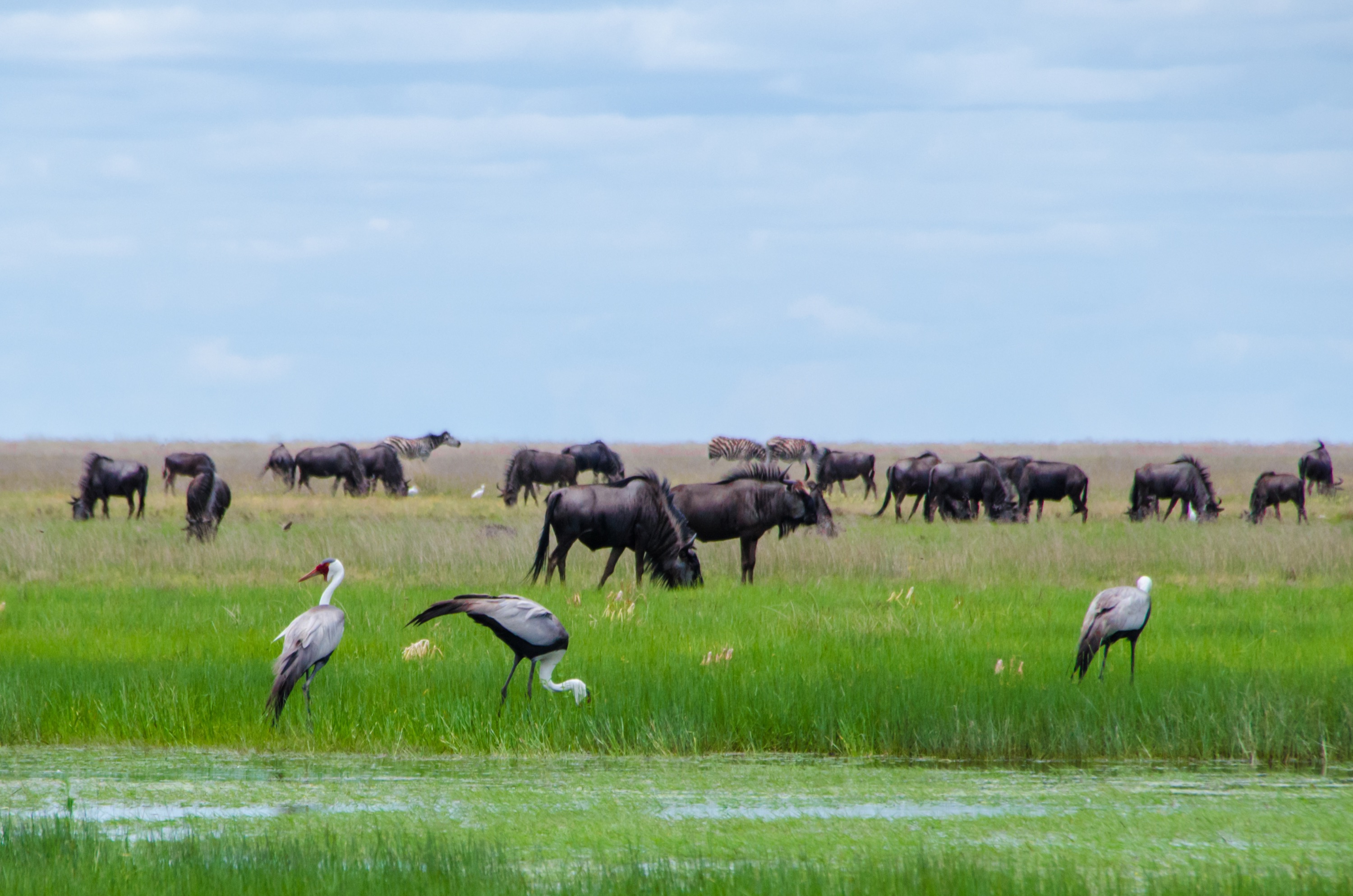 Liuwa Plain Biodiversity Conservation | African Parks