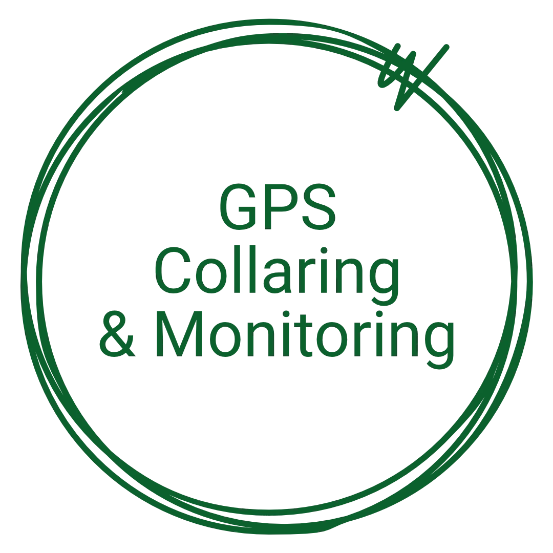 WRD GPS Collaring and Monitoring