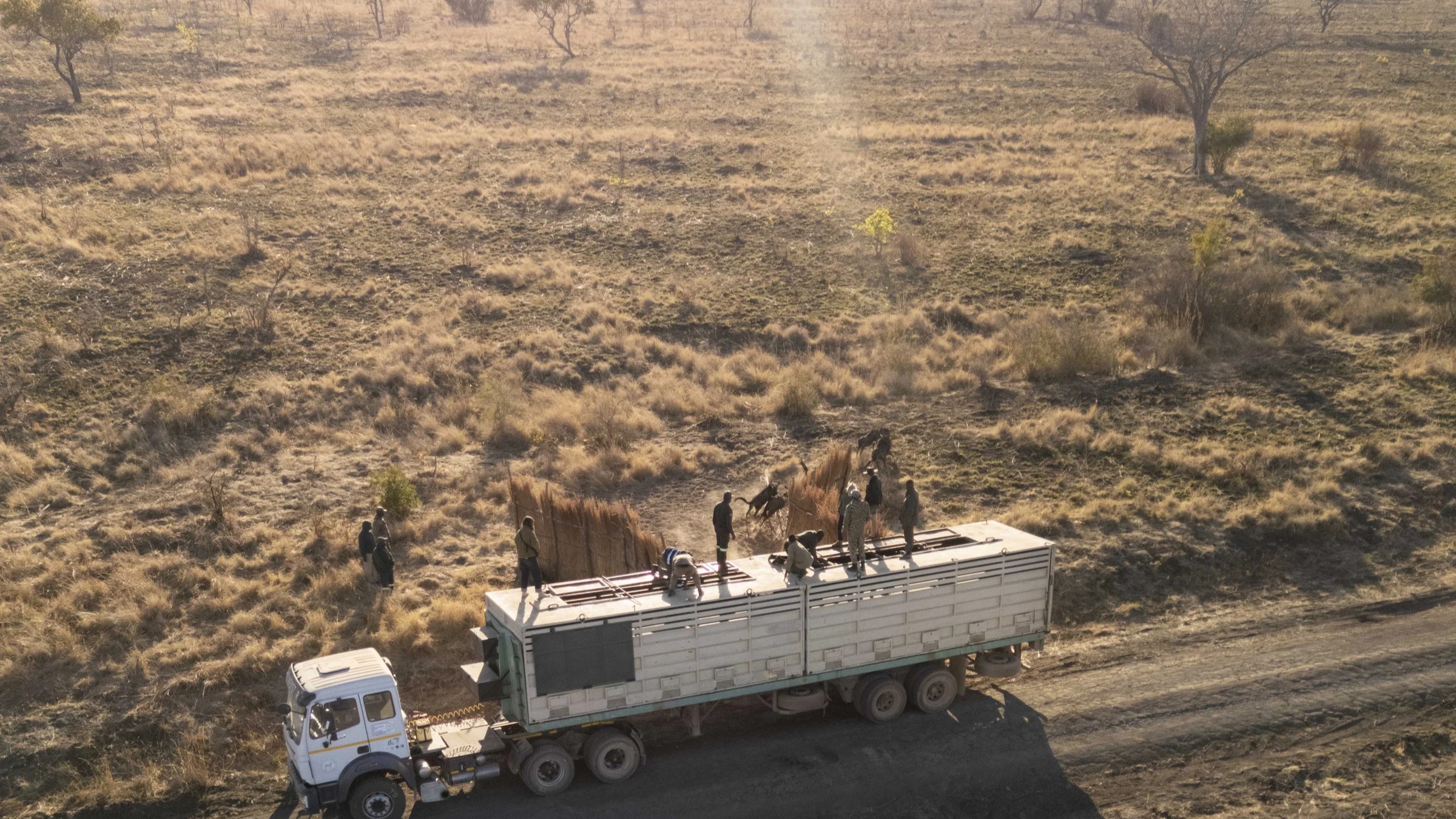 Weldbees translocation in Kafue