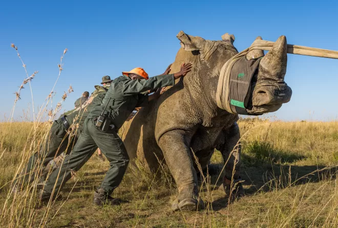 Capture team helps an anesthezied rhino towards its crate © Marcus Westberg